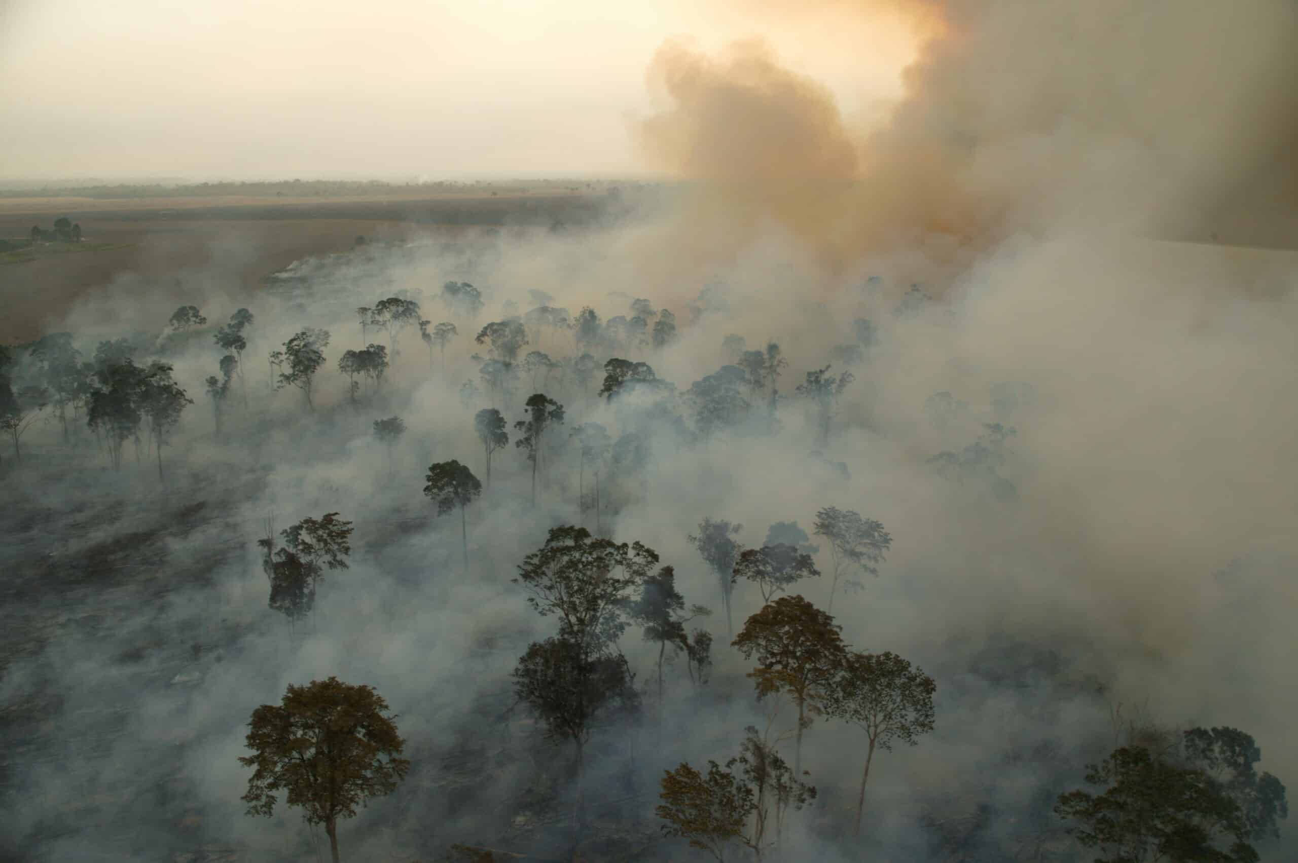 Un produit Nestlé contribue à la déforestation illégale de la forêt tropicale